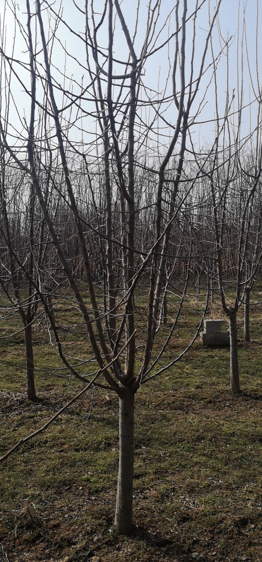 海棠品种基地出售垂丝海棠树苗小叶垂丝海棠免费