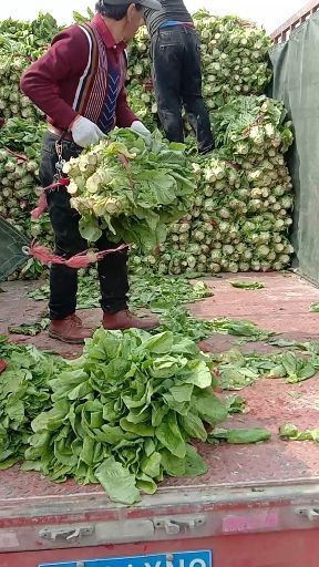 清丰县圆叶莴笋 精品莴笋，口感好，保鲜时间长，耐运输，无裂痕，色泽好