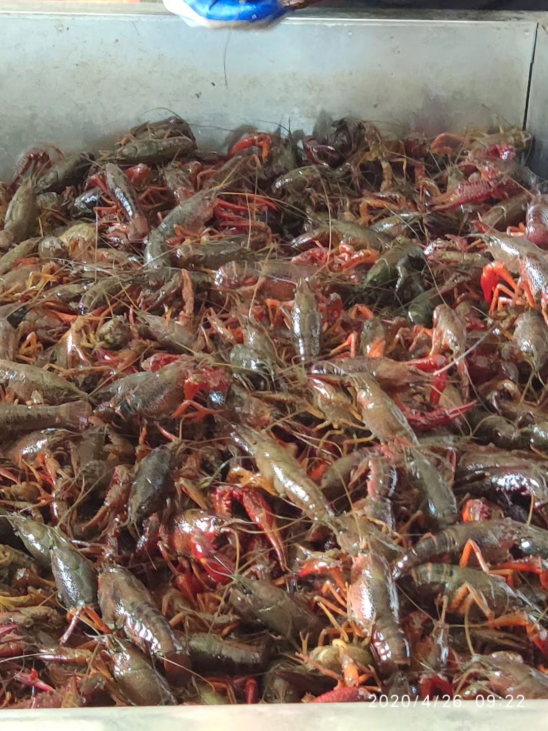 湖北洪湖【军奇水产】龙虾  大青红全国发货