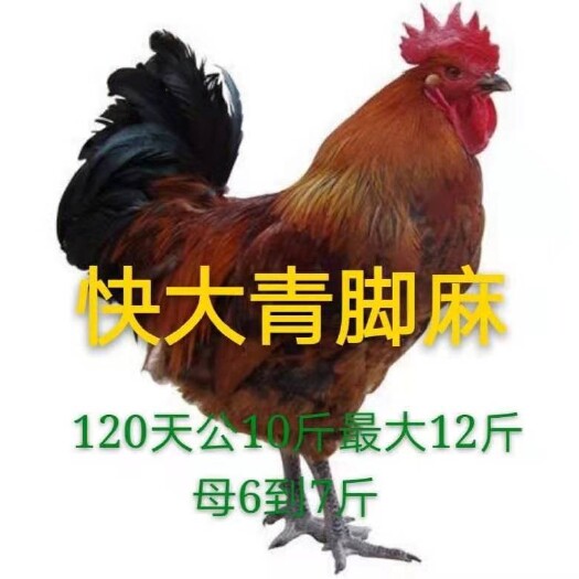 金沙县快大青脚麻