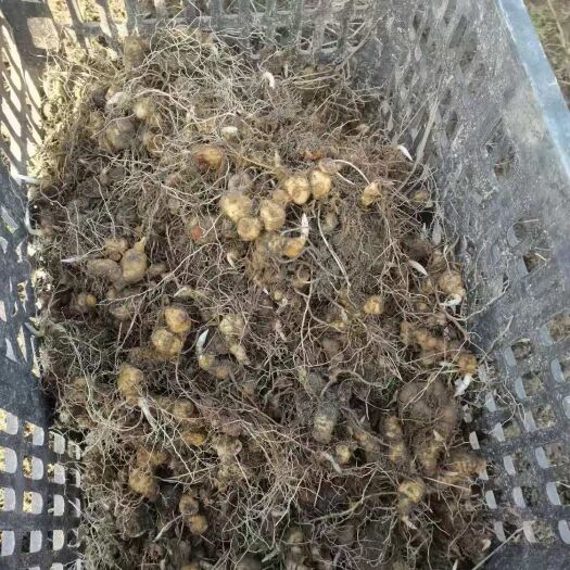 隆回县多花黄精种苗大量供应，欢迎看货