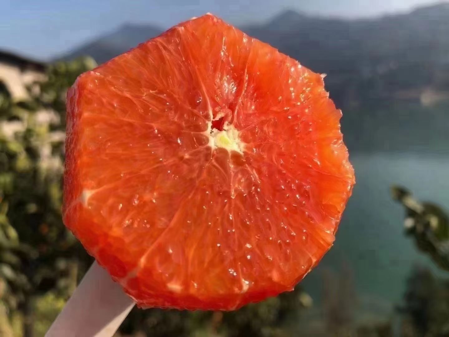 红橙  扶贫秭归橙子中华血橙脐橙一件代发多省包邮箱装