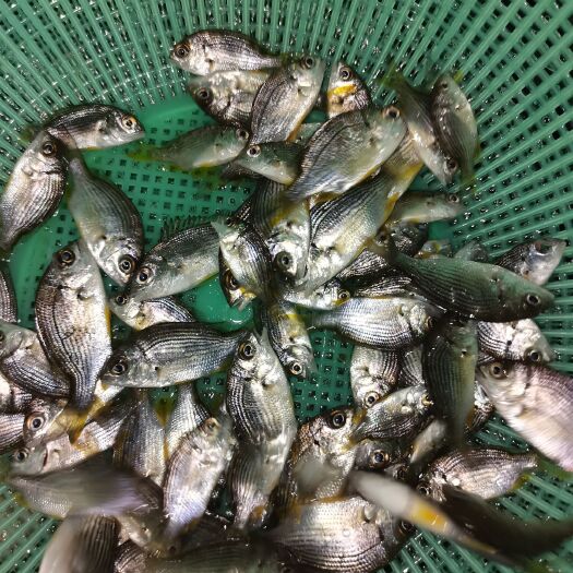 黄脚立鱼苗  黄鳍鲷鱼苗，常有规格3-6cm，苗优价廉