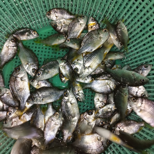 广州黄脚立鱼苗  黄鳍鲷鱼苗，常有规格3-6cm，苗优价廉