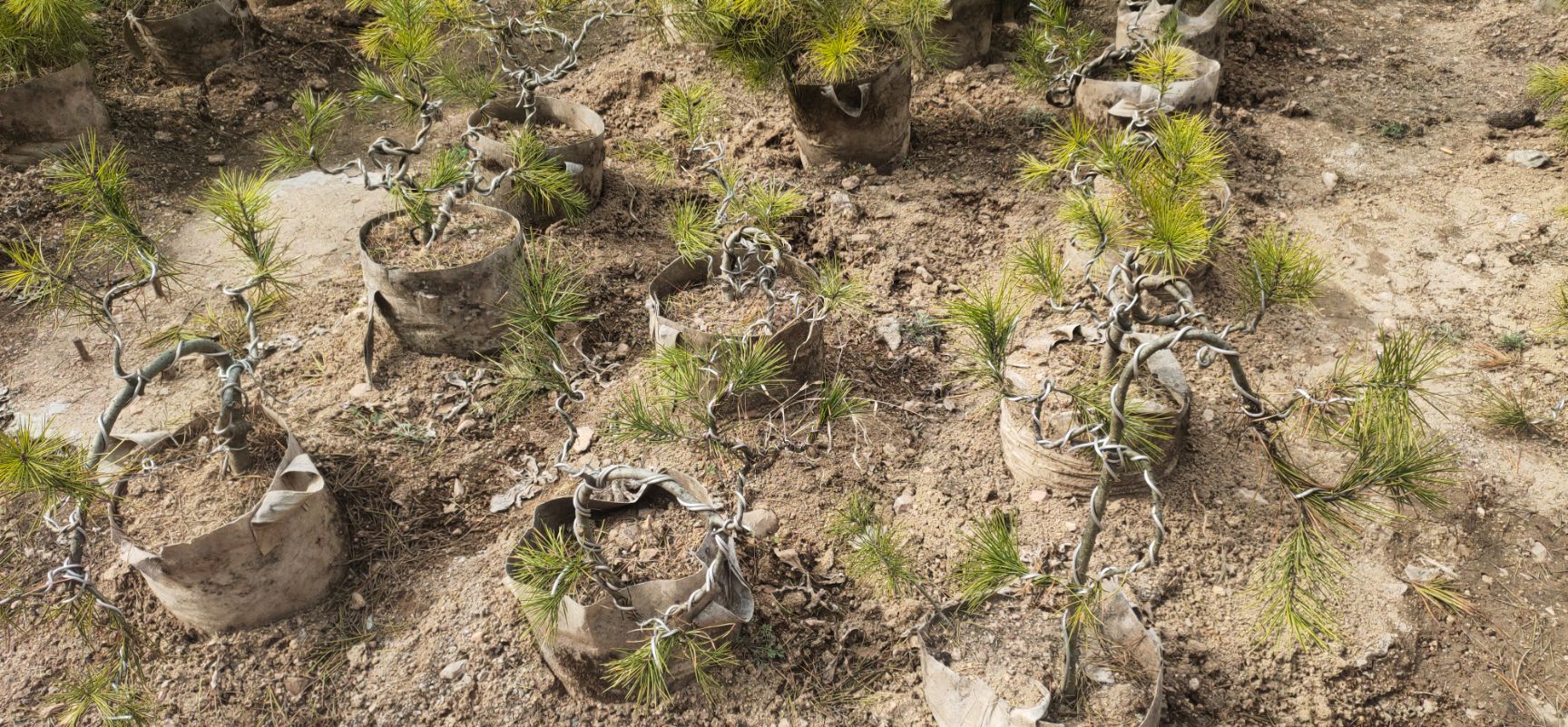 造型松树  松树盆景