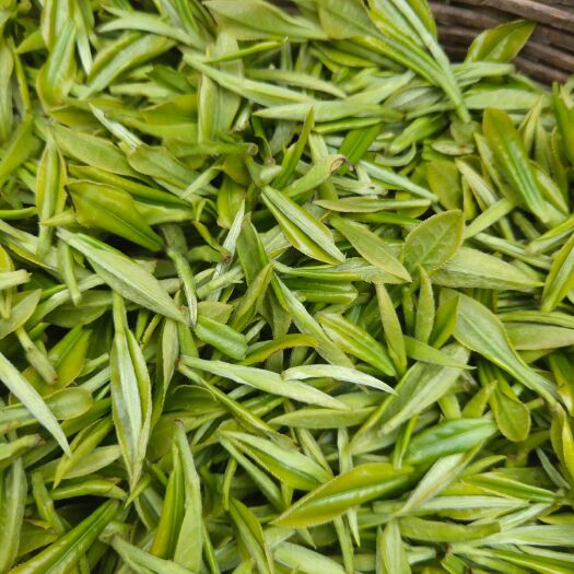 遂川县狗牯脑茶 明前手工茶江西绿茶狗牯脑