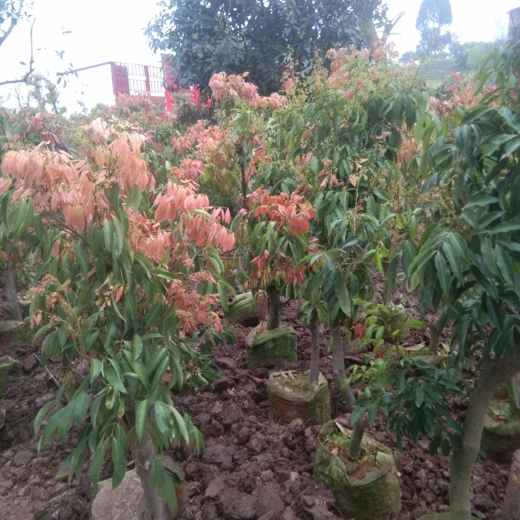 荔枝苗  供应荔枝嫁接苗和高压苗，可提供5公分到20公分以上的大小树。