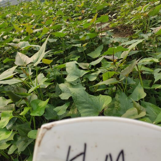 亳州安纳芋红薯苗 多品种脱毒试管苗，驯化苗