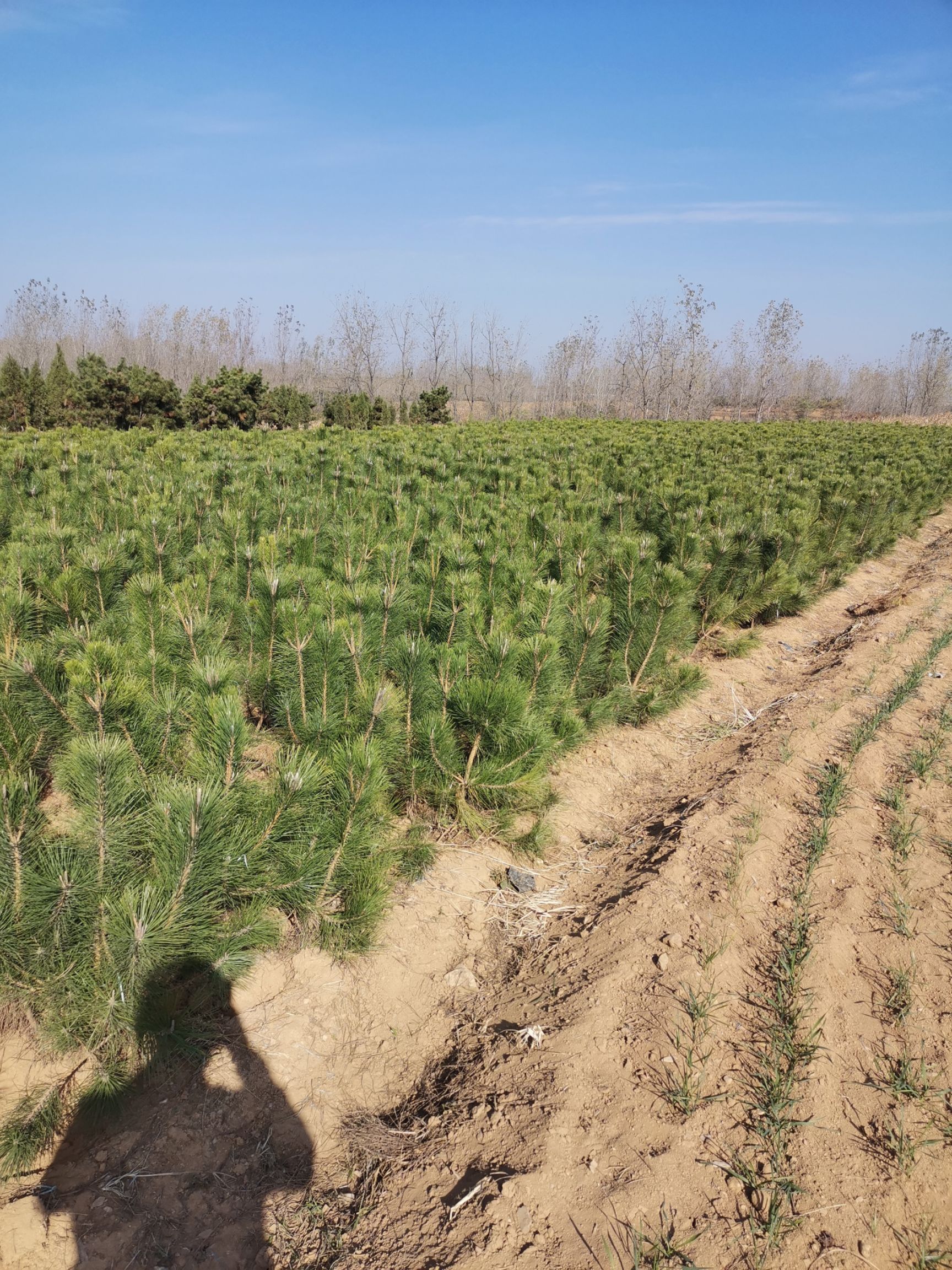 一级黑松苗，山东黑松。优质黑松小苗。