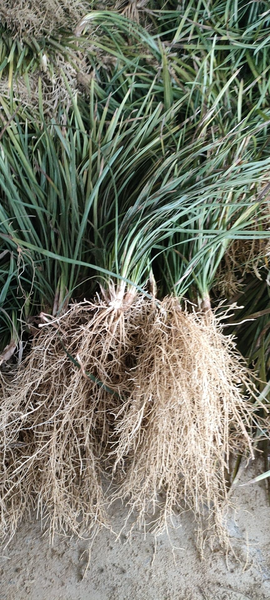  新鲜麦冬草，草绿土少，价格实惠，欢迎订购