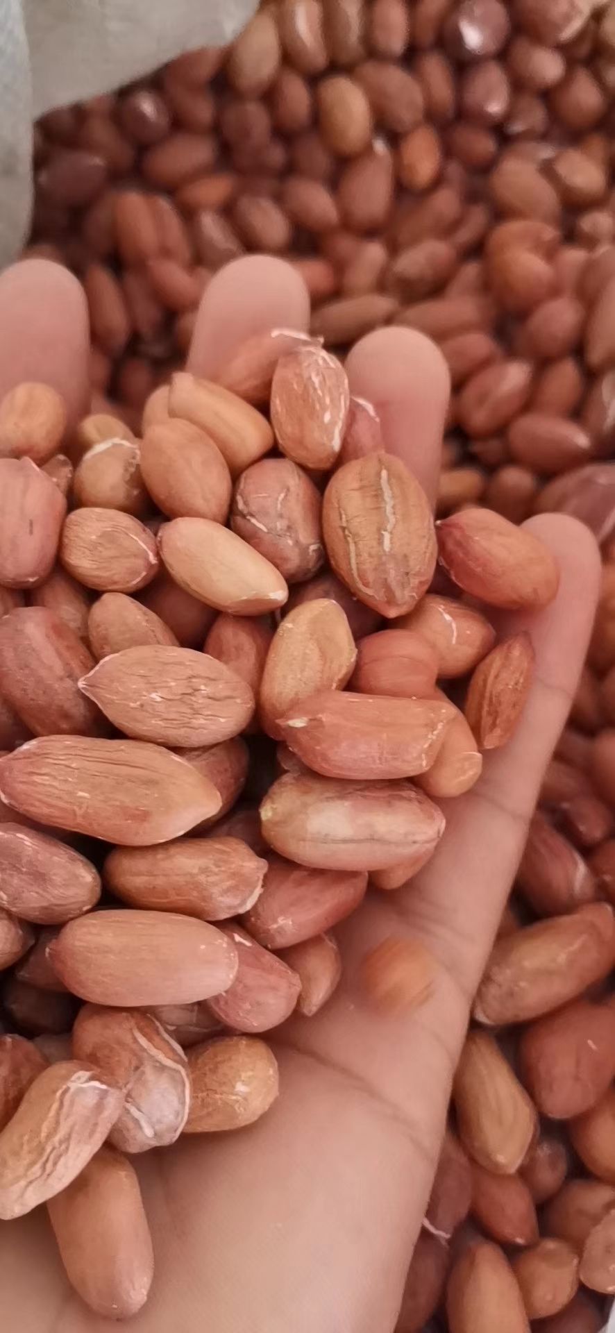 花育系列  花生芽专用芽菜米，种子米，花育25.16系列，全