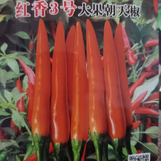 商丘朝天椒种子 颜色亮，大果朝天椒