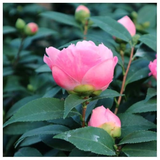上林县茶花苗  香妃山茶花树苗盆栽带花苞花卉植物室内好养四季开花不