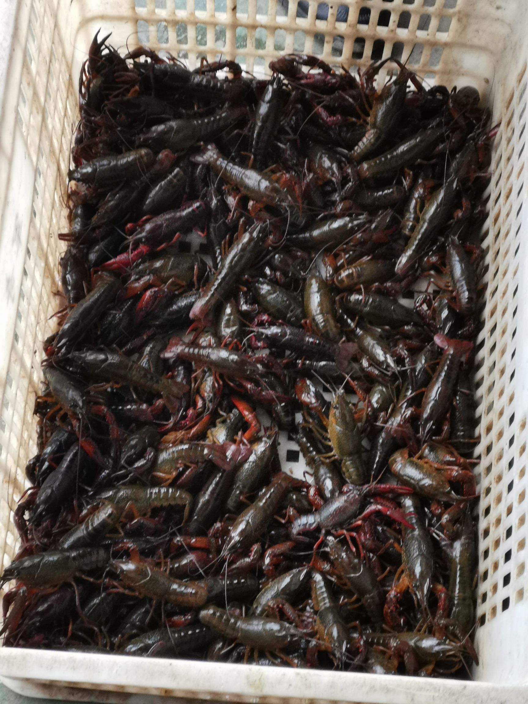 湖北洪湖【军奇水产】龙虾  大青红全国发货