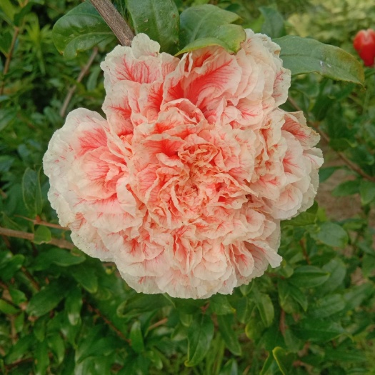 原阳县花石榴苗 花石榴  品种石榴 玛瑙石榴