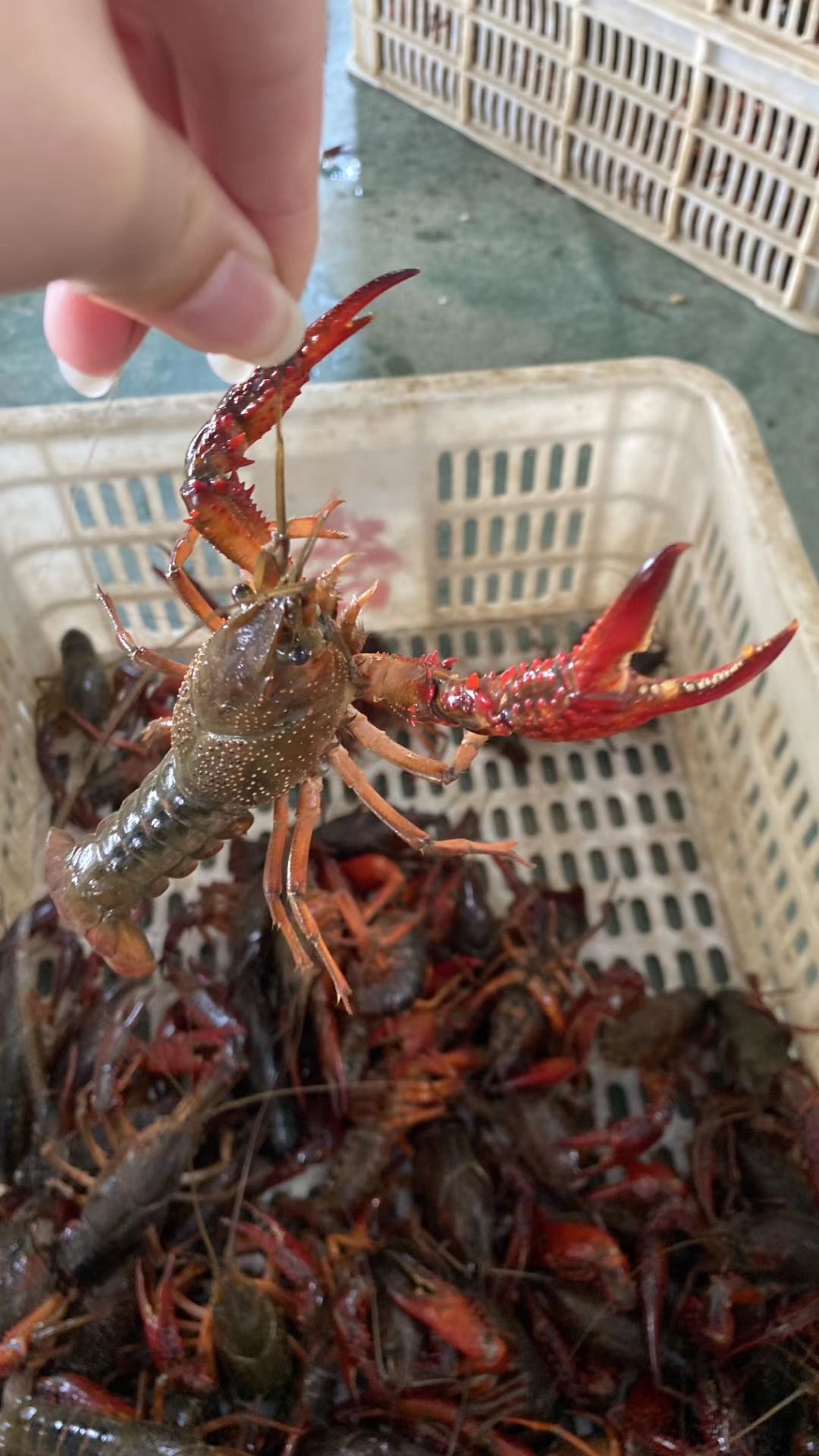 湖北洪湖【军奇水产】龙虾  大青红全国发货