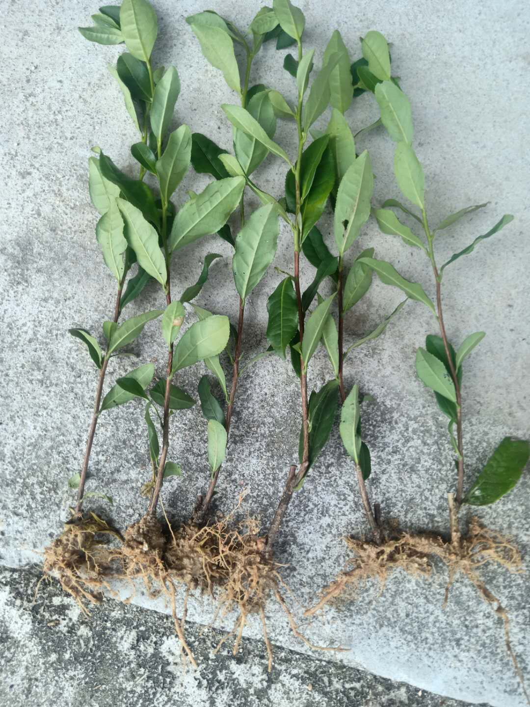 中茶108号茶树苗  茶苗中茶108号，鄂茶1号，绿茶大量供