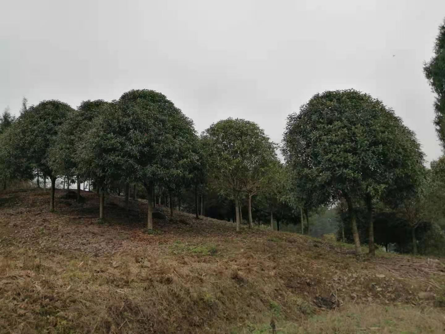 金桂 9-10公分桂花