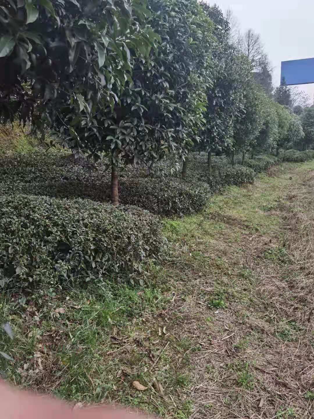 金桂 9-10公分桂花