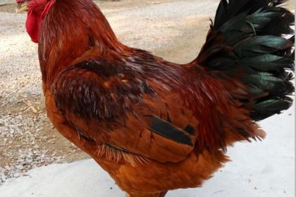 脱温鸡苗  红玉鸡苗 半大红玉鸡苗大量现货 全国发货