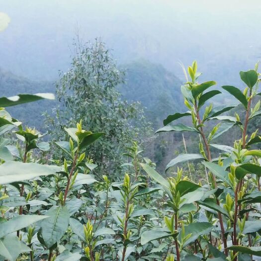 新昌县龙井茶  新昌本地特产龙井四十三头茶新茶批发零售