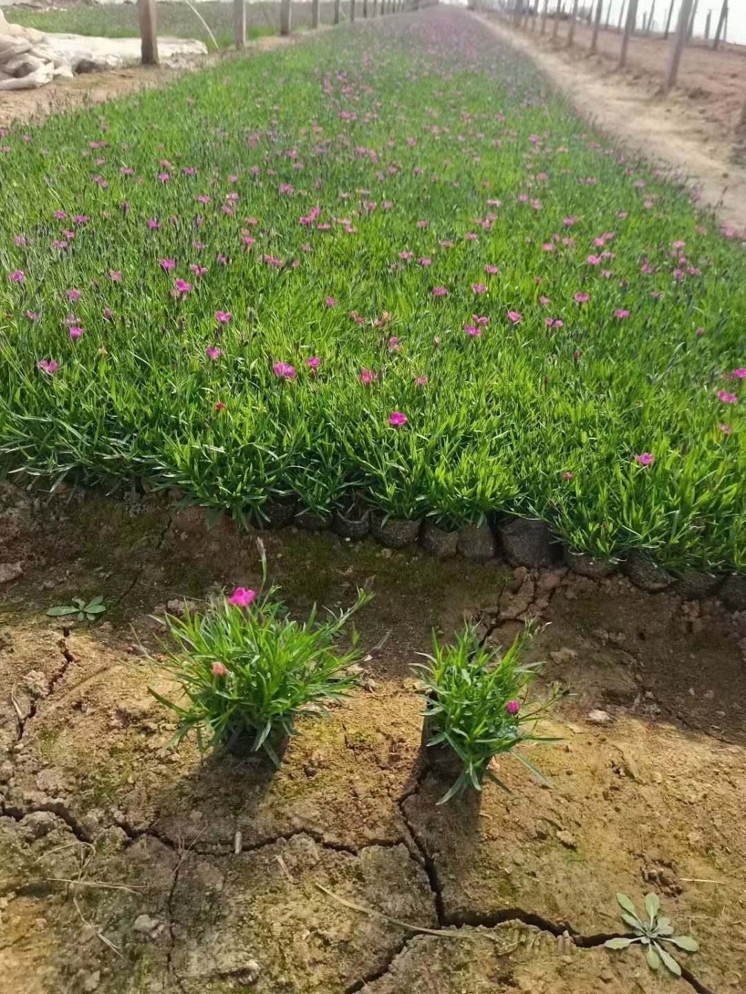  欧石竹
