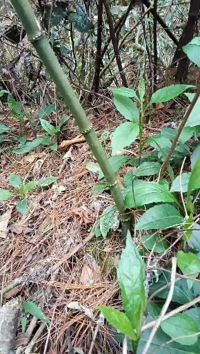 雷山县刺竹苗 