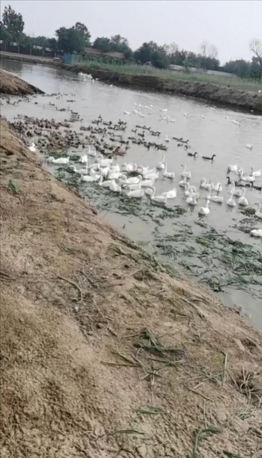  农家在河里养的土鸭蛋，吃河里小鱼小虾吃五谷杂粮，营养丰！
