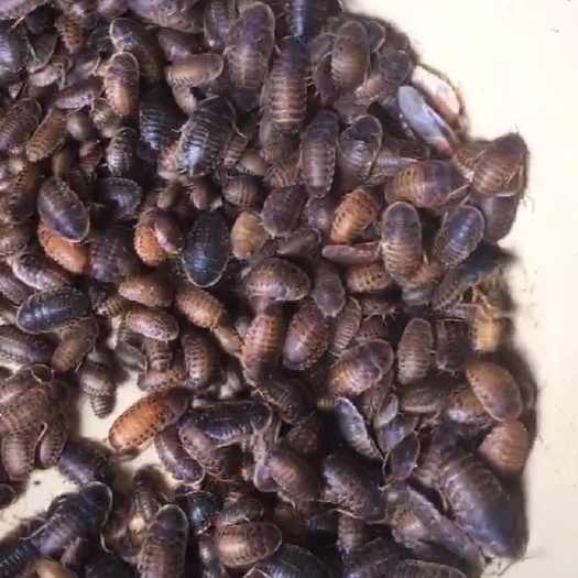 衡水杜比亚蟑螂爬虫活体饲料多规格混装出售绿色鬃蜥蜘鱼鸟等的美食