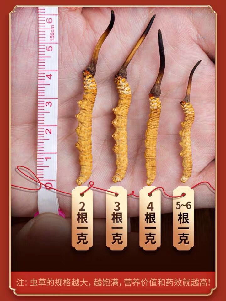 青藏冬虫夏草 高海拔正宗正品精选虫草礼盒装