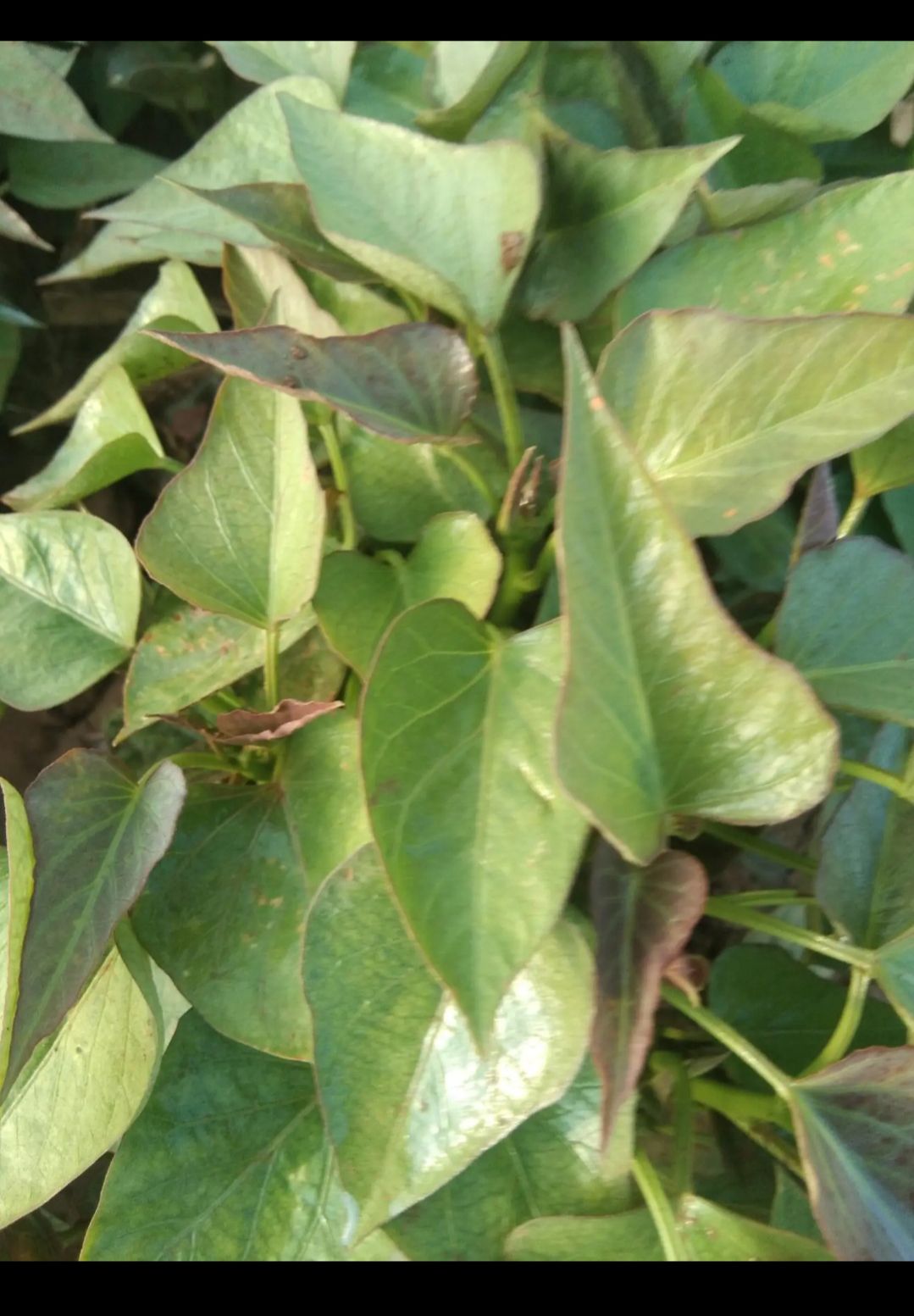 西瓜红红薯苗  红薯苗西瓜红 红薯苗:脱毒哈蜜，六鳌密薯，玛莎莉，商薯19，