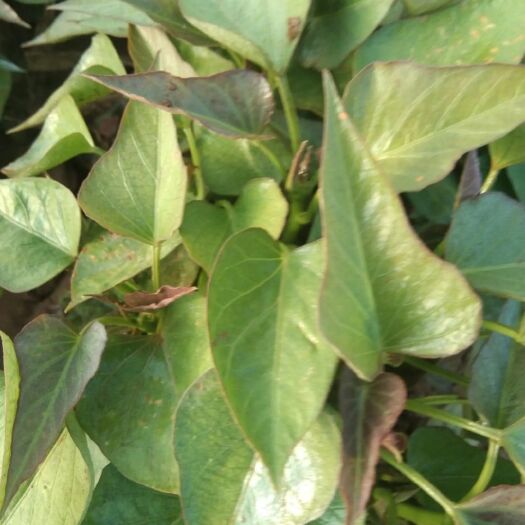 亳州西瓜红红薯苗  红薯苗西瓜红 红薯苗:脱毒哈蜜，六鳌密薯，玛莎莉，商薯19，