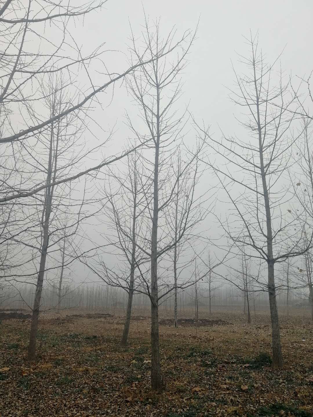 银杏树 15公分银杏实生树