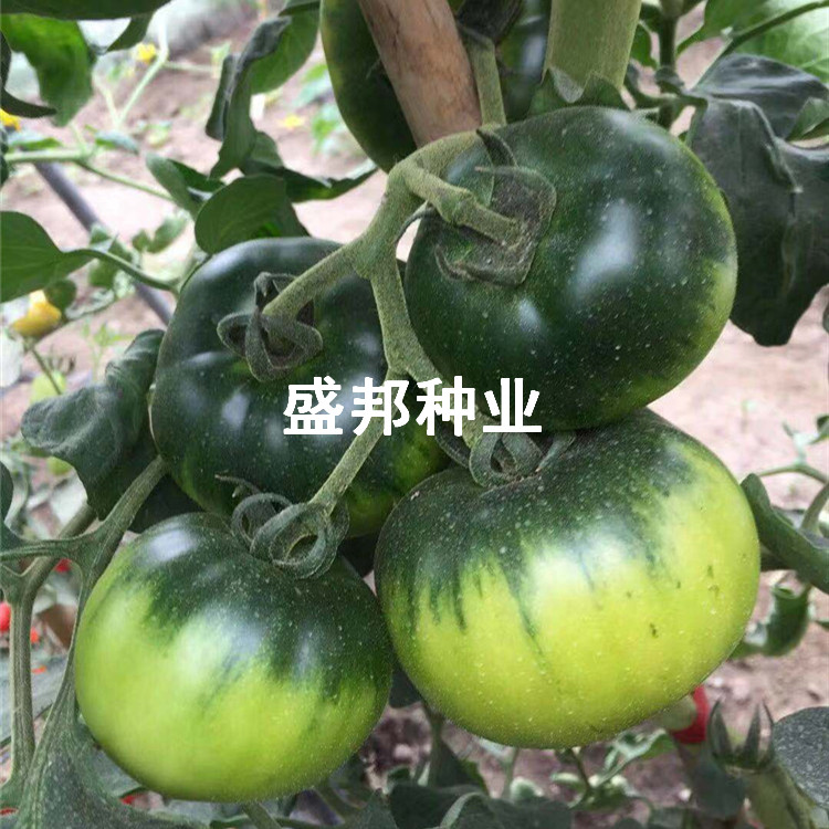 口感柿子苗 戴安娜 草莓柿子苗 铁皮柿子苗