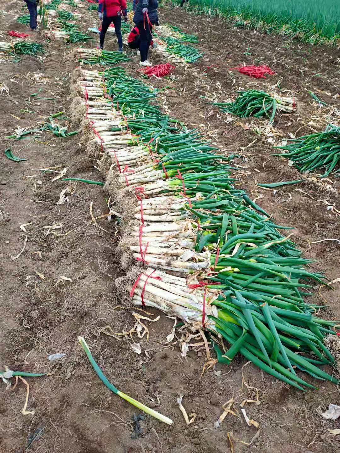 日本钢葱铁杆大葱
大葱产地直发大量供应