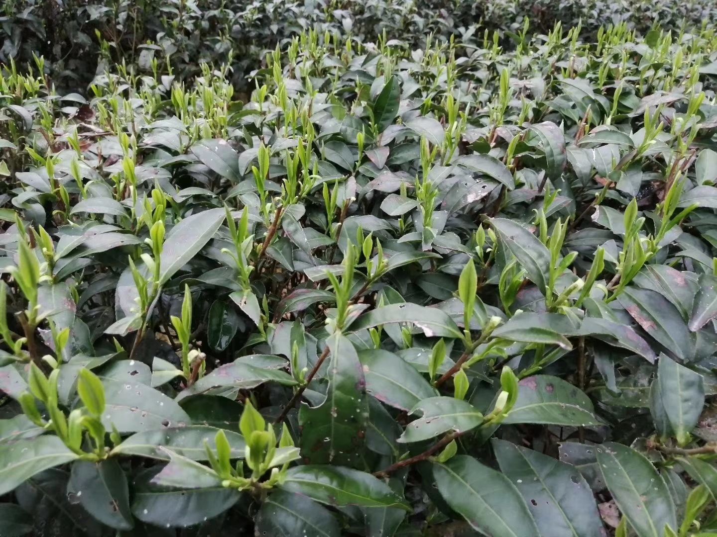 银毫茶 湖南省常德市石门县 1-2年 2022-03-12