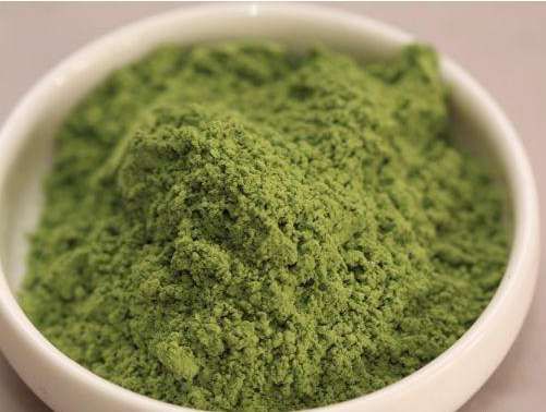 富贵菜  长寿菜，商丘200亩明月草/长寿菜/种植基地，欢迎合作