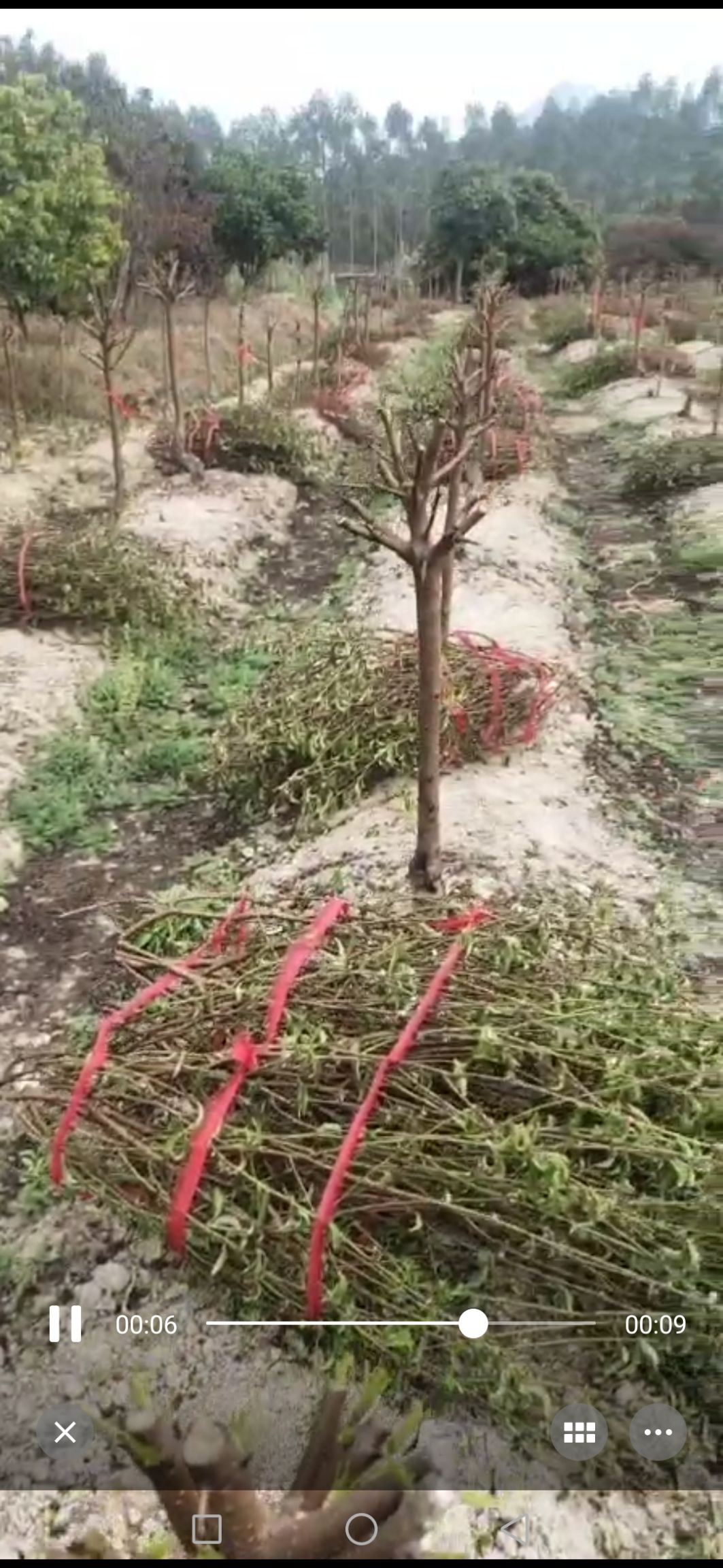 桃花心木  1号桃花大树有500棵直径4Cm左右高度80