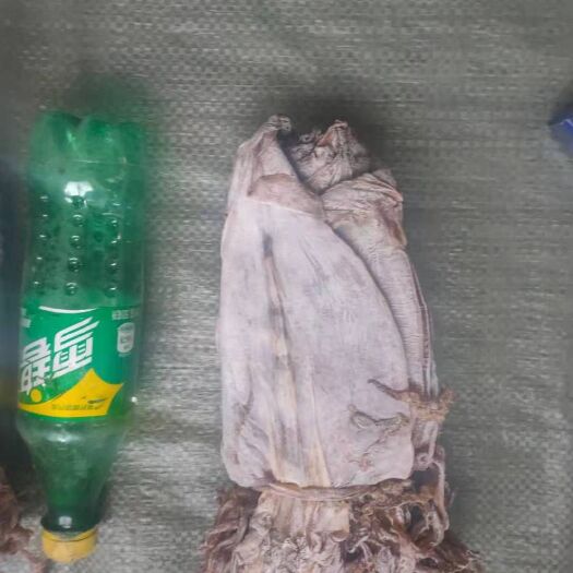 长春高水发量鱿鱼干，一斤能发6斤