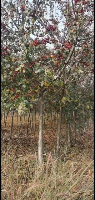  西府海棠绚丽海棠7一10公分便宜处理