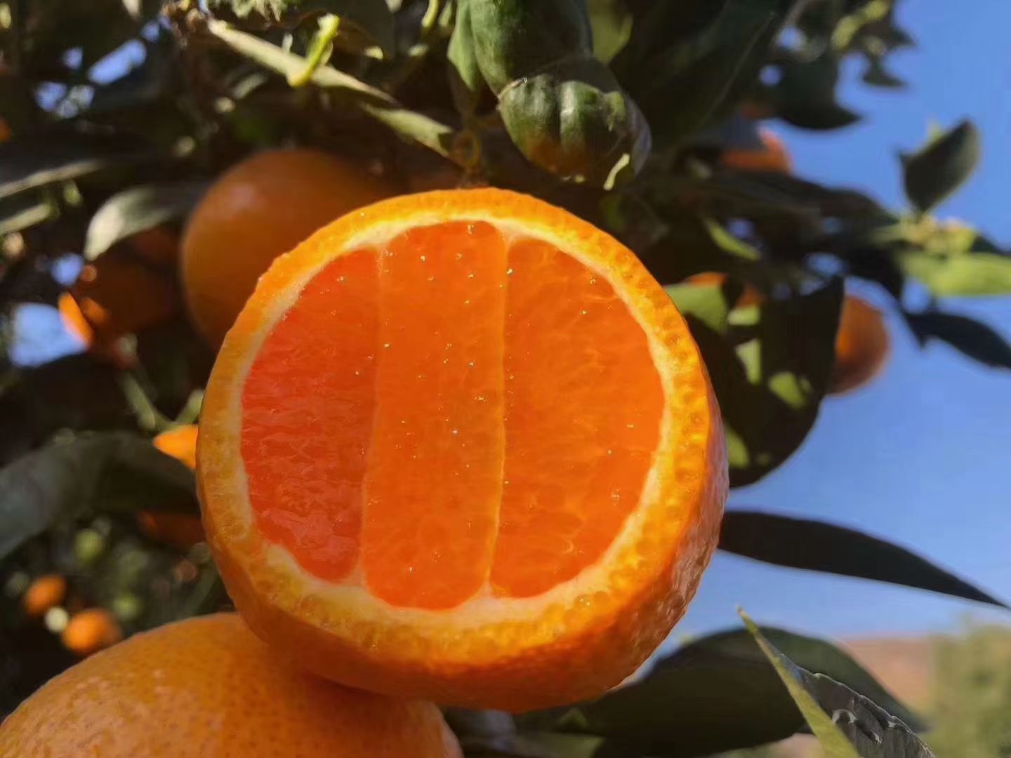 石棉黄果柑，味酸甜，皮薄，现订现摘