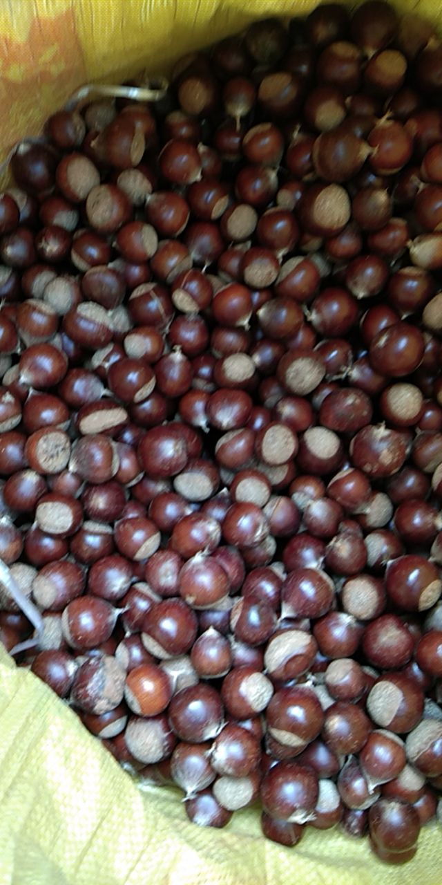 福建特产建瓯锥栗苗，苗木纯正，早中晚品种齐全果实方便回购！