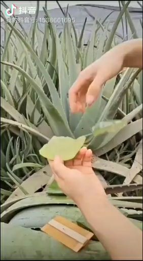  库拉索芦荟