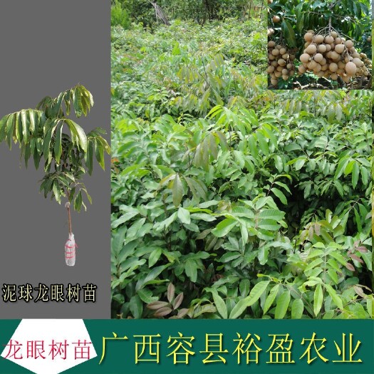 容县石峡龙眼苗 龙眼石硖品种，苗地直批