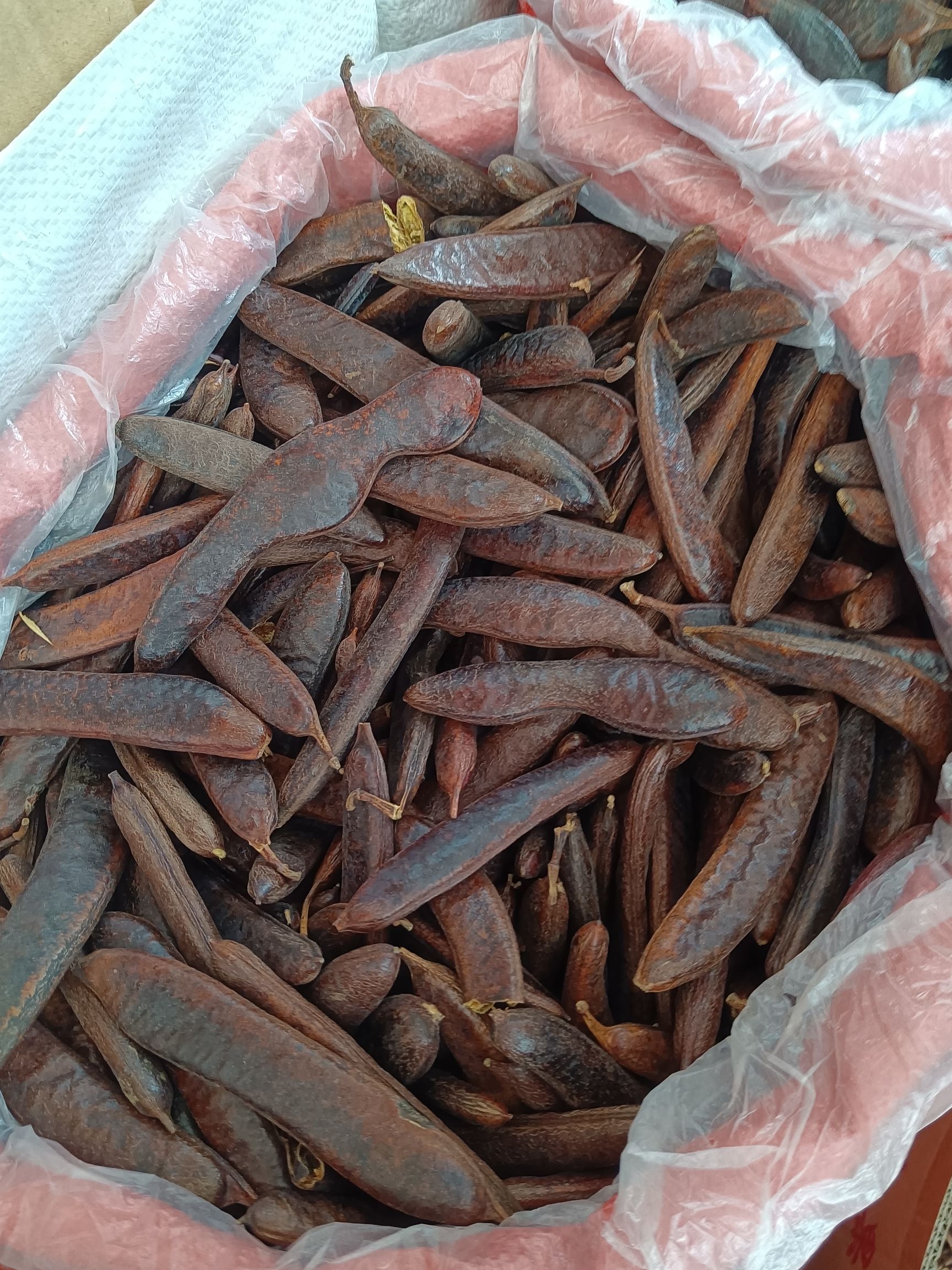 皂角皂荚大小皂角有货量大从优