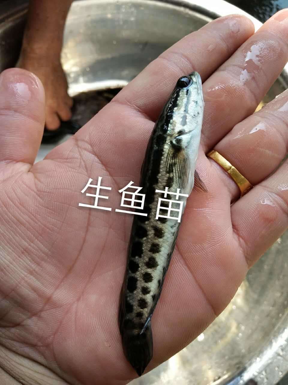 乌鳢苗  生鱼苗，斑鱼苗，黑鱼苗，乌鱼苗