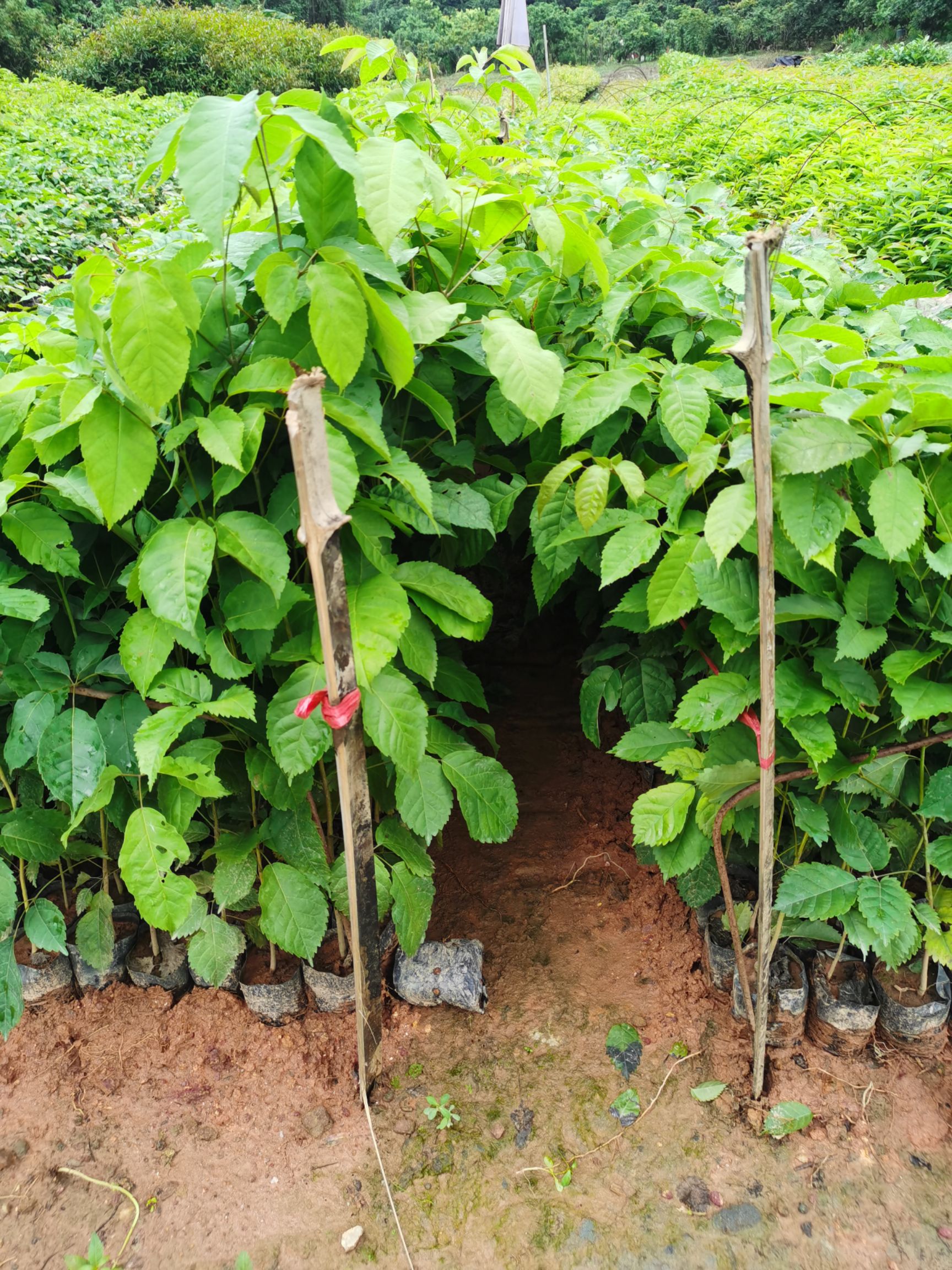 紫花风铃木  风铃木