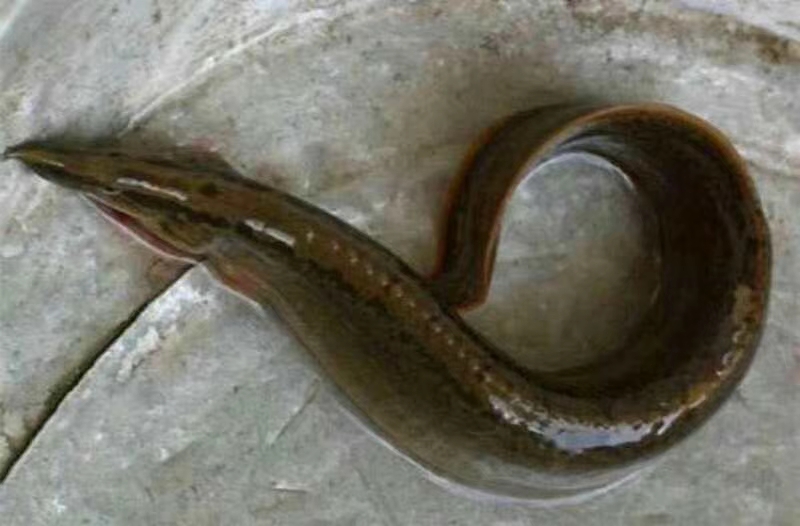 泥鳅苗  中华刺鳅苗  刀鳅鱼苗  芝麻锯苗  刺鳅苗