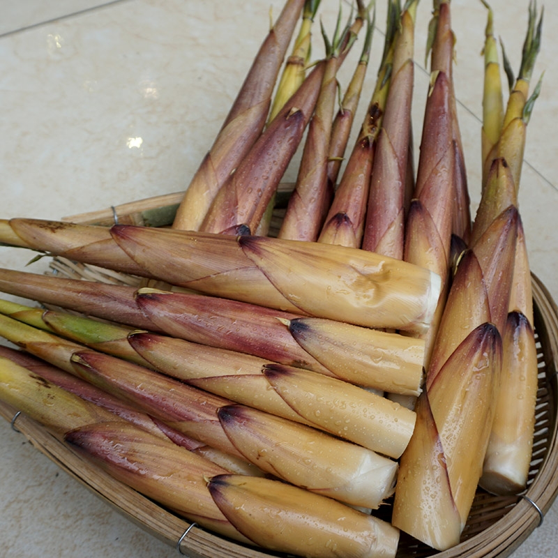 苦竹笋四川宜宾乐山新鲜现挖现发(甜苦笋)