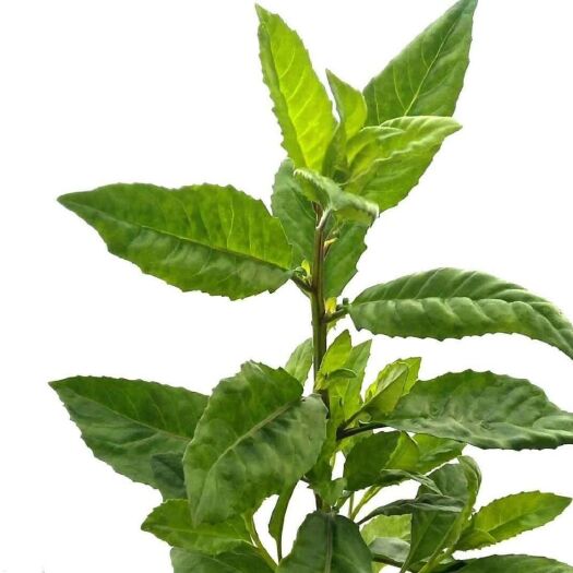 虞城县富贵菜  明月草，平卧菊三种植基地，商丘200亩，欢迎长期合作